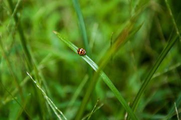 Ladybug