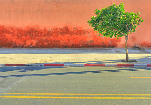 Lone tree growing on sidewalk by empty road