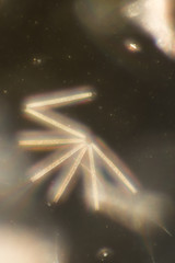 Planktonic diatoms under microscope view.