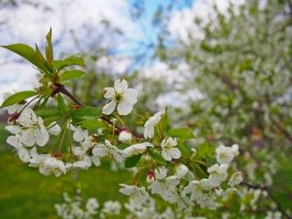 Spring plum tree with flowers © Agnieszka