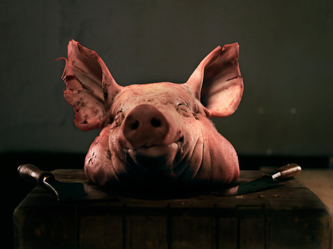 Pig's head