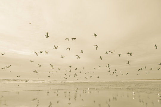 Birds flying over ocean