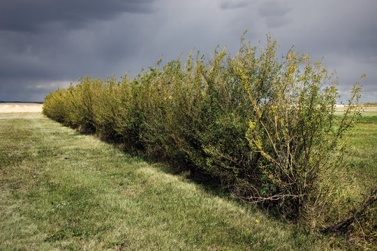 Green hedge in field