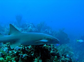 Fototapeta premium Nurse shark, Ambergris Caye, Belize