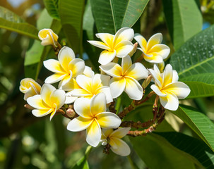 Fototapeta na wymiar frangipani or plumeria tropical flower in nature