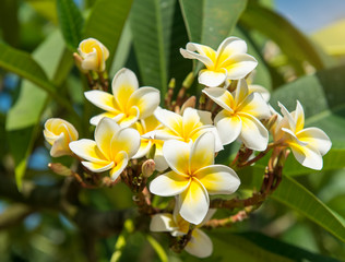 Fototapeta na wymiar frangipani or plumeria tropical flower in nature