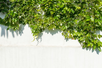ivy leaves isolated on a white background