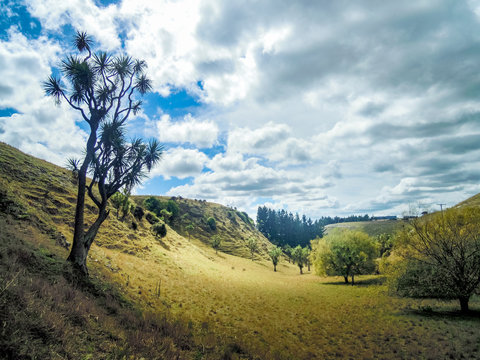 Idyllic landscape with rolling hills, New Zealand