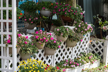 Fototapeta na wymiar Colorful flower Pots with fence