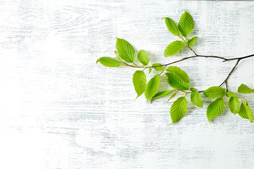 Spring tree branch on a rustic wooden background