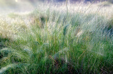 grass and dew at dawn in spring 