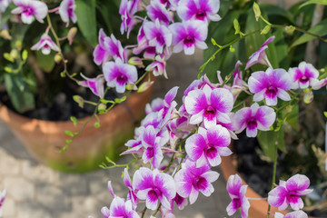 orchid flowers with leaves