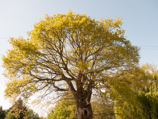 Fototapeta premium big lush tree outside in sun light with leaves