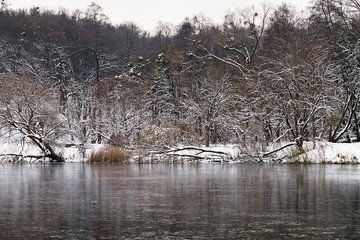 winter forest lake with a coast, overgrown with snow-covered trees