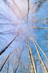 Bottom view of tall trees in the forest