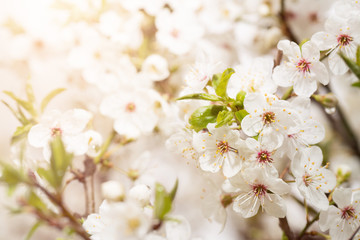 Spring blossom background with copy space