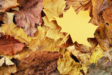 maple leave with paper leaf. full frame