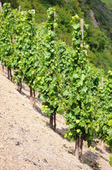 Fototapeta na wymiar vineyard in sun. argiculture