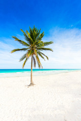 Paradise beach with beautiful palm trees - Caribbean sea in Mexico - Riviera Maya