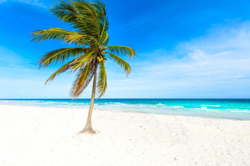 Obraz na płótnie Canvas Paradise beach with beautiful palm trees - Caribbean sea in Mexico - Riviera Maya