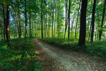 beautiful green forest