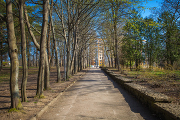 beautiful avenue in to the park