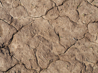 Earth. Cracked ground, lack of moisture. Green sprouts on dry soil. Top view