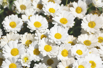 Fototapeta premium Some white marguerite flowers. Daisy garden with open petals and yellow stamens. Floral background.