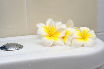 Fototapeta na wymiar Blooming white Plumeria or Frangipani flowers in bathroom
