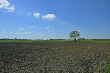 A tree in the fields prepared for cultivation