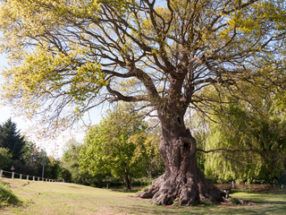 beautiful big tree with wide trunk in park
