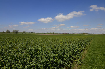 A field of growing oilseed in the rural landscape