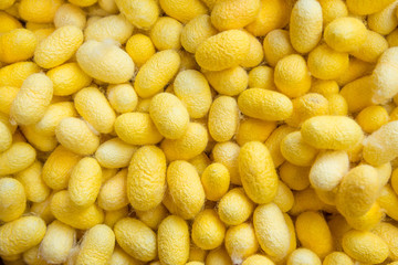 Yellow Silkworm Cocoons