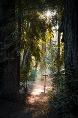 Sequoia trees at Pfeiffer parc