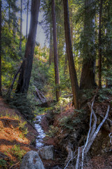 Sequoia trees at Pfeiffer parc