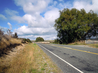 Sheeps crossing the road, New Zealand - Stock Photo