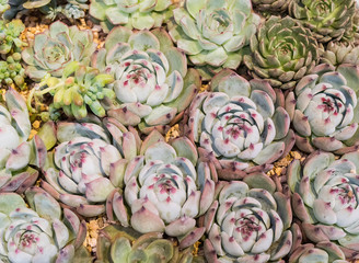  Miniature succulent plants in garden