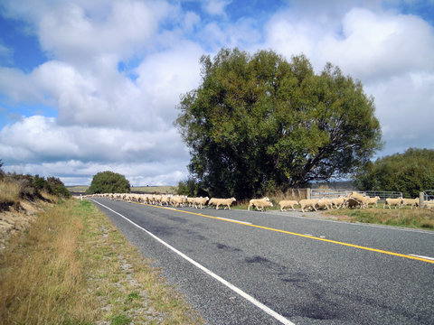 Sheeps crossing the road, New Zealand - Stock Photo