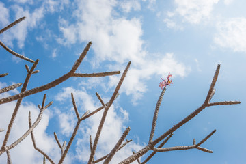 Tiny flower with clear sky background