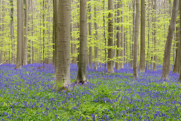 Hallerbos forest. The Hallerbos (Dutch for Halle forest) is a forest in Belgium situated in Flemish Brabant, known for its bluebell carpet which covers the forest floor for a few weeks each spring