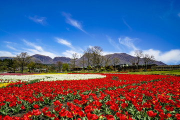 くじゅう花公園　チューリップ
