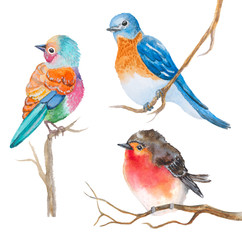 set of watercolor birds on white
