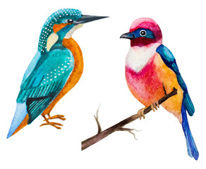 set of watercolor birds isolated on white