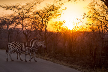 Fototapeta na wymiar Kruger National Park