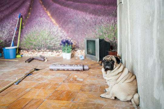 Dog Pug Sitting In A Room Where There Is A Repair. Repair,  Mess