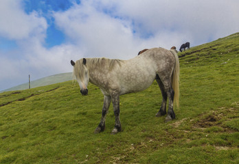 Fototapeta premium Wild horses in the mountain