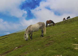 Fototapeta premium Wild horses in the mountain