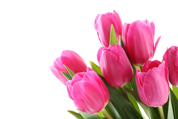 Bouquet of pink tulips on a white background