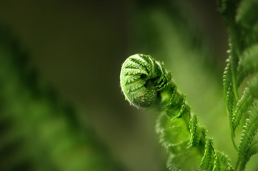 Fototapeta premium Fern leaf in the forest. Close-up