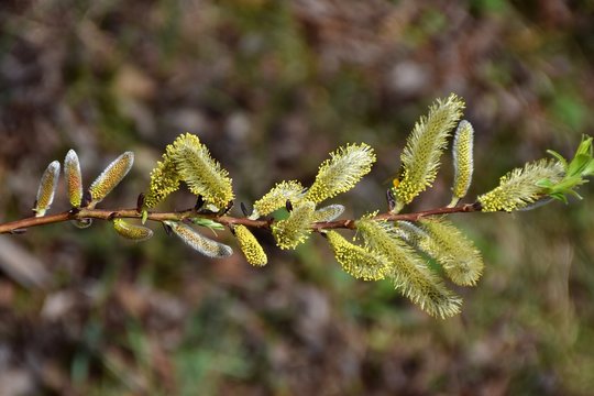 Palmk&auml;tzchen bl&uuml;hen - es ist Fr&uuml;hling